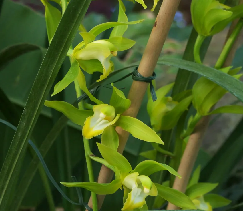 cymbidium lowianum plant showing characteristic features