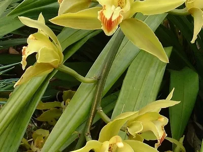 thumbnail cymbidium lowianum