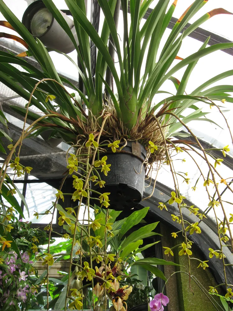 cymbidium madidum plant showing characteristic features