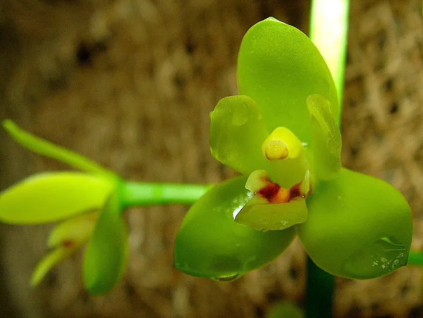 cymbidium madidum plant showing characteristic features