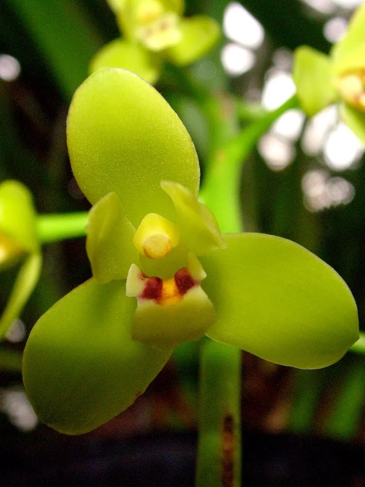 cymbidium madidum plant showing characteristic features