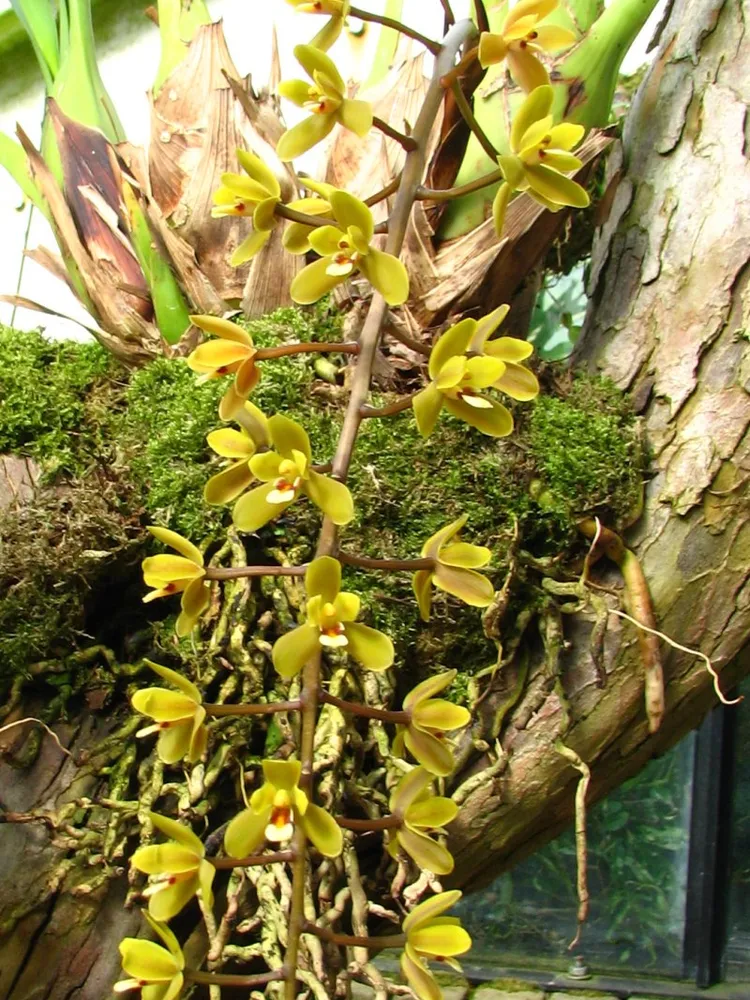 cymbidium madidum plant showing characteristic features