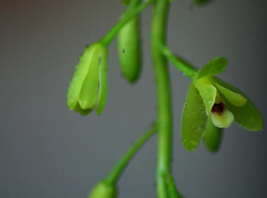 cymbidium madidum plant showing characteristic features