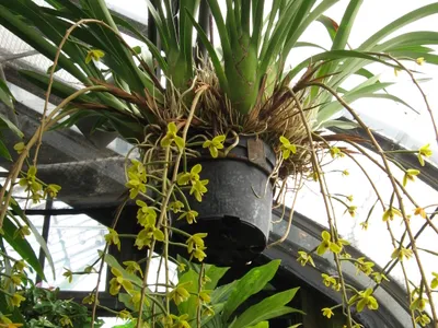 thumbnail cymbidium madidum
