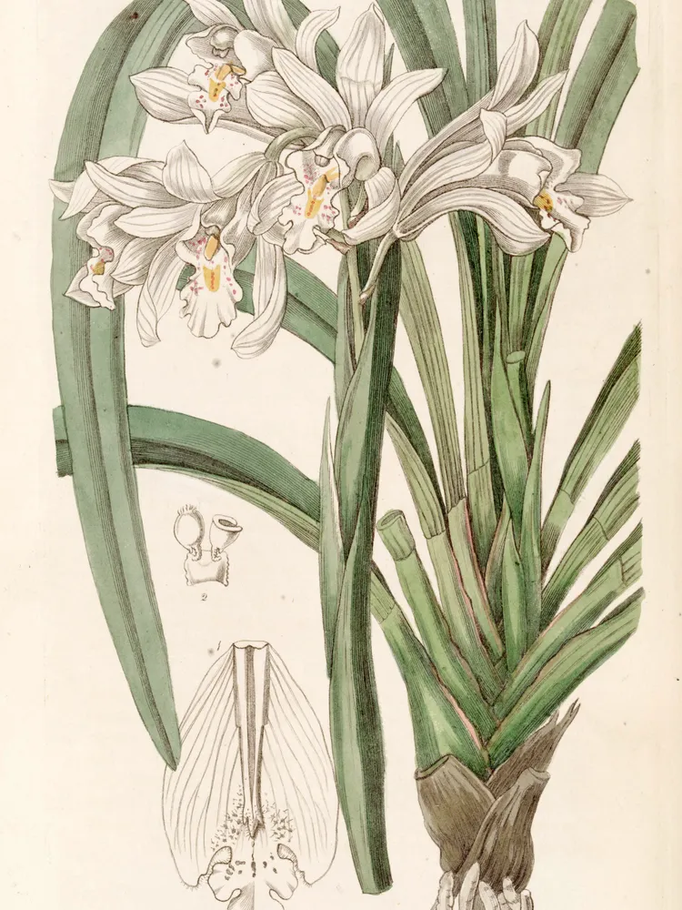 cymbidium mastersii plant showing characteristic features