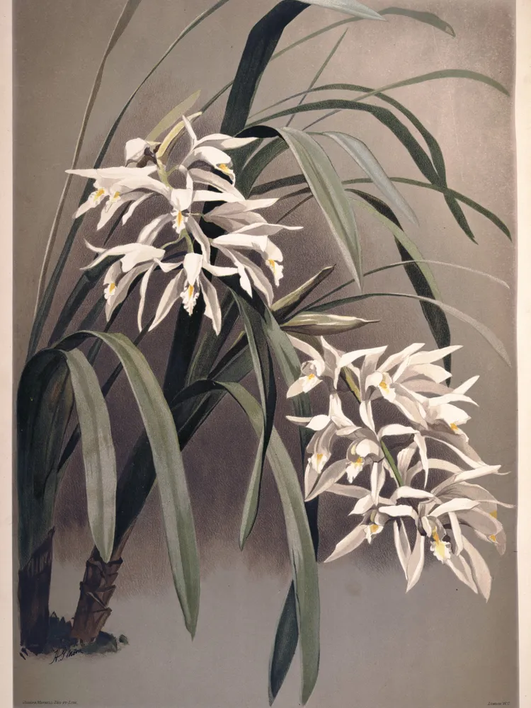 cymbidium mastersii plant showing characteristic features