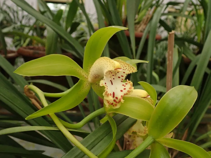 cymbidium mastersii plant showing characteristic features