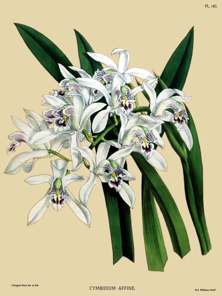 cymbidium mastersii plant showing characteristic features