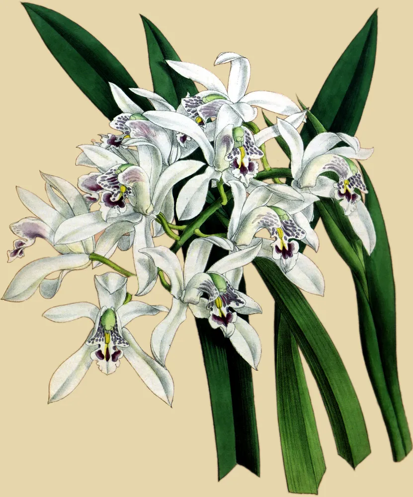 cymbidium mastersii plant showing characteristic features
