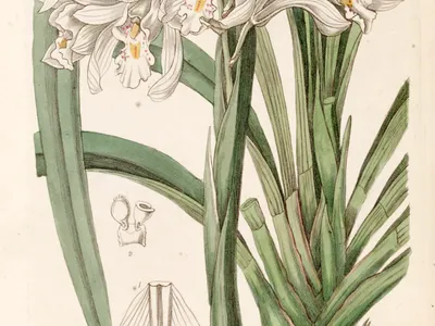 thumbnail cymbidium mastersii
