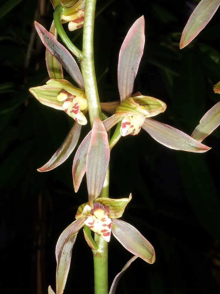 cymbidium sinense plant showing characteristic features