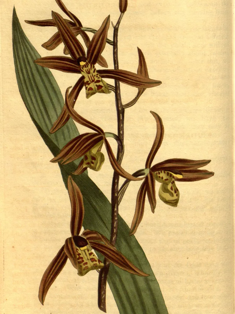 cymbidium sinense plant showing characteristic features