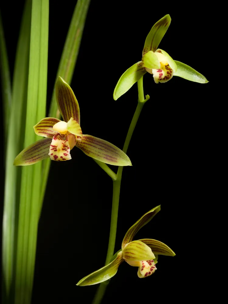 cymbidium sinense plant showing characteristic features