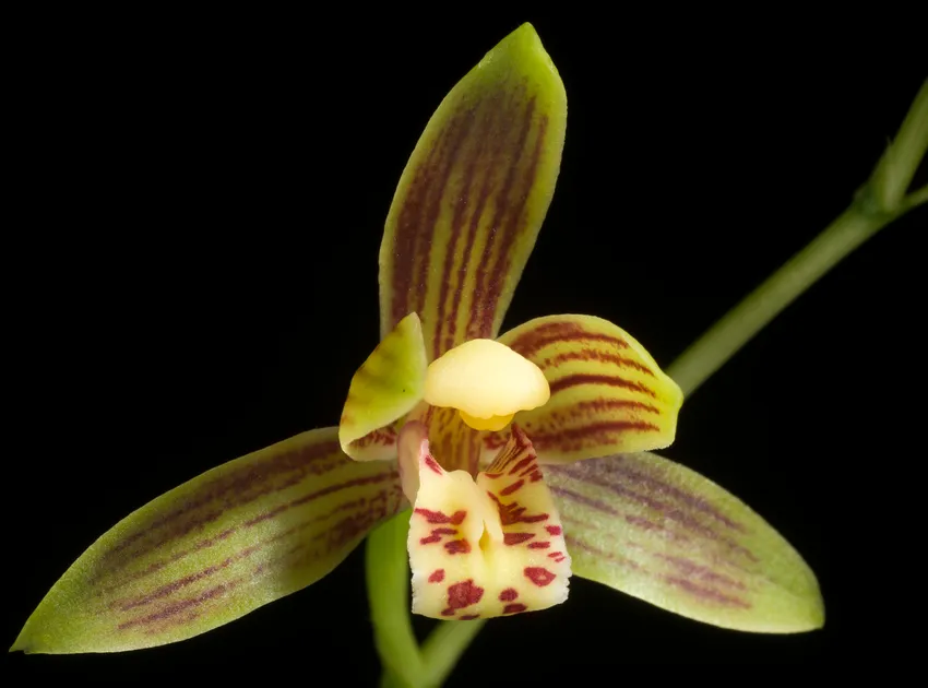 cymbidium sinense plant showing characteristic features