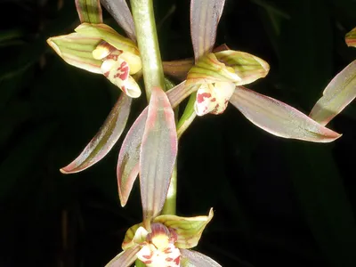 thumbnail cymbidium sinense