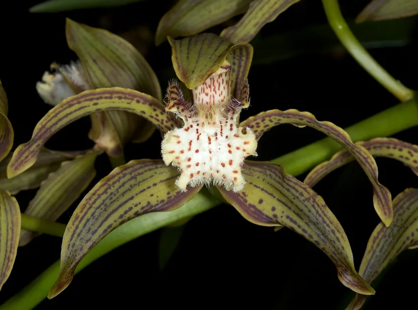 cymbidium tracyanum plant showing characteristic features