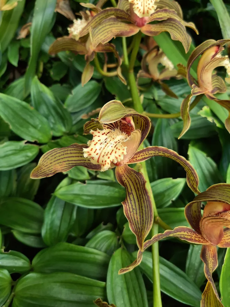 cymbidium tracyanum plant showing characteristic features