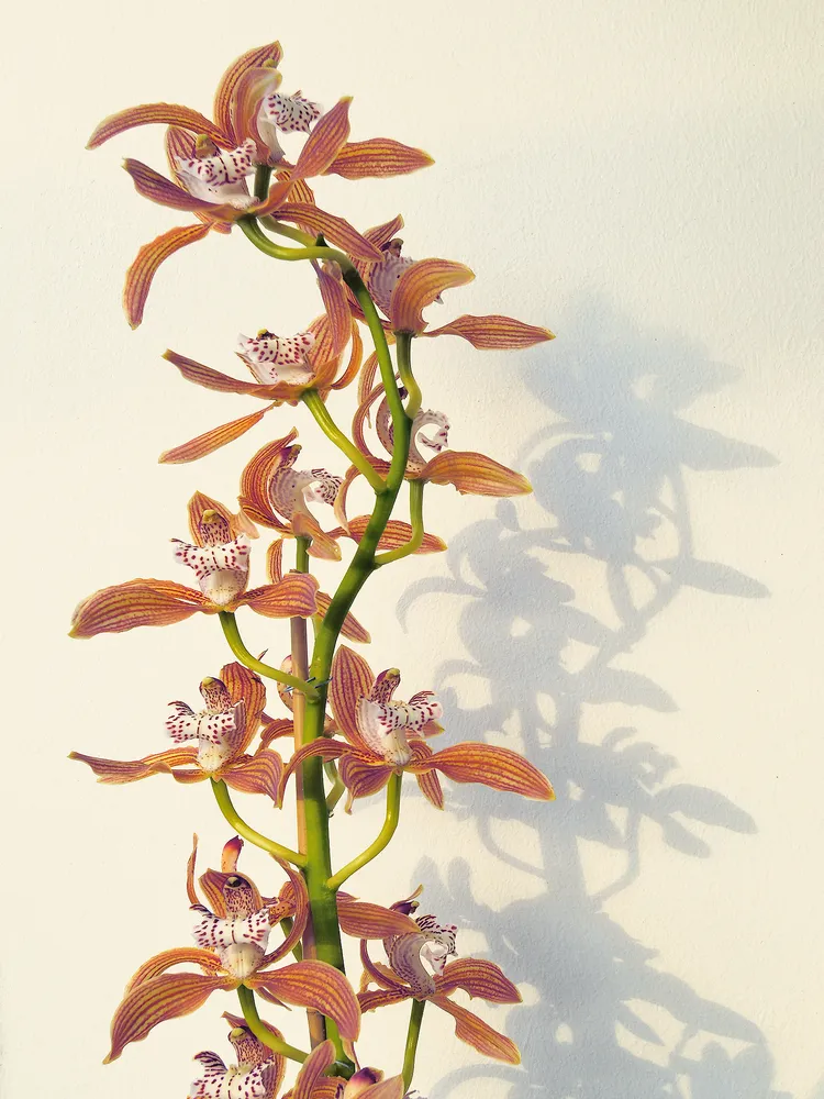 cymbidium tracyanum plant showing characteristic features