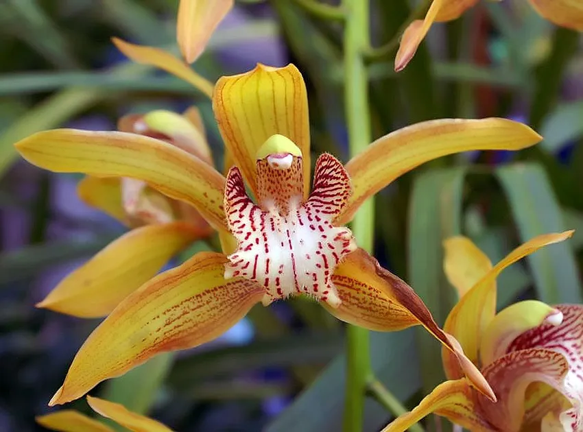 cymbidium tracyanum plant showing characteristic features