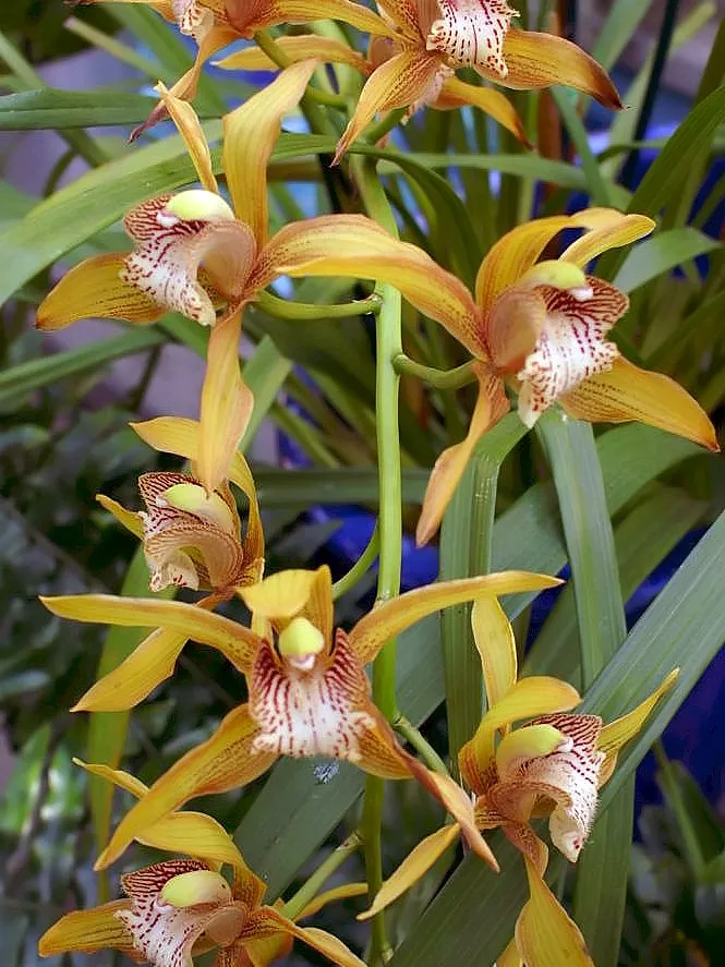 cymbidium tracyanum plant showing characteristic features
