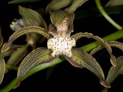 thumbnail cymbidium tracyanum