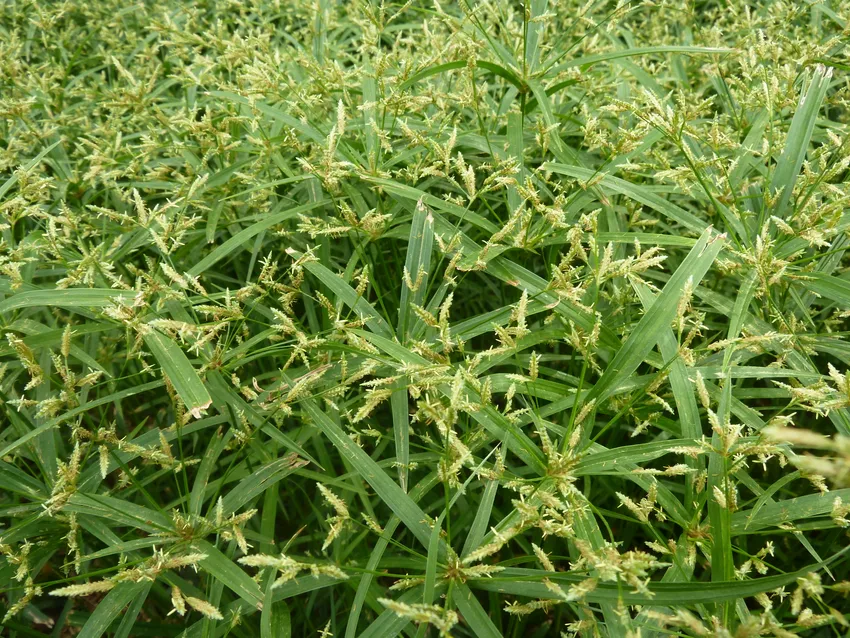 cyperus albostriatus plant showing characteristic features