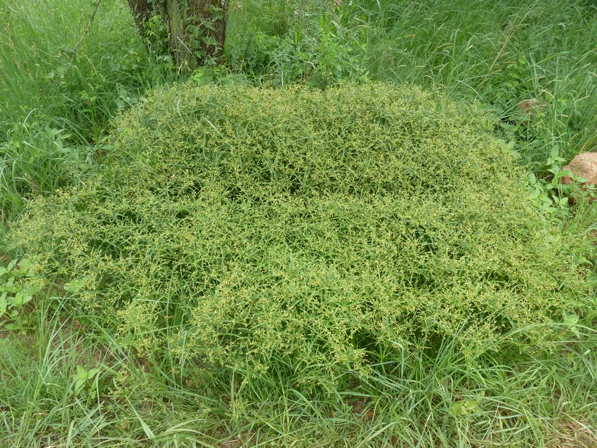 cyperus albostriatus plant showing characteristic features