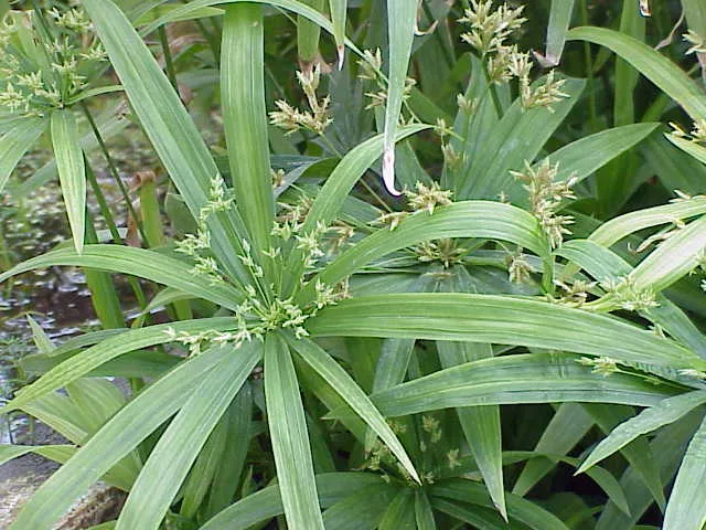 cyperus albostriatus plant showing characteristic features