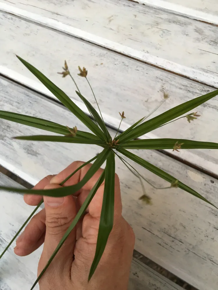 cyperus albostriatus plant showing characteristic features