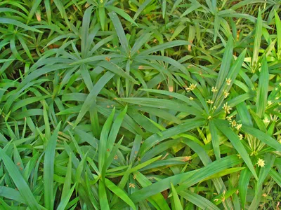 thumbnail cyperus albostriatus