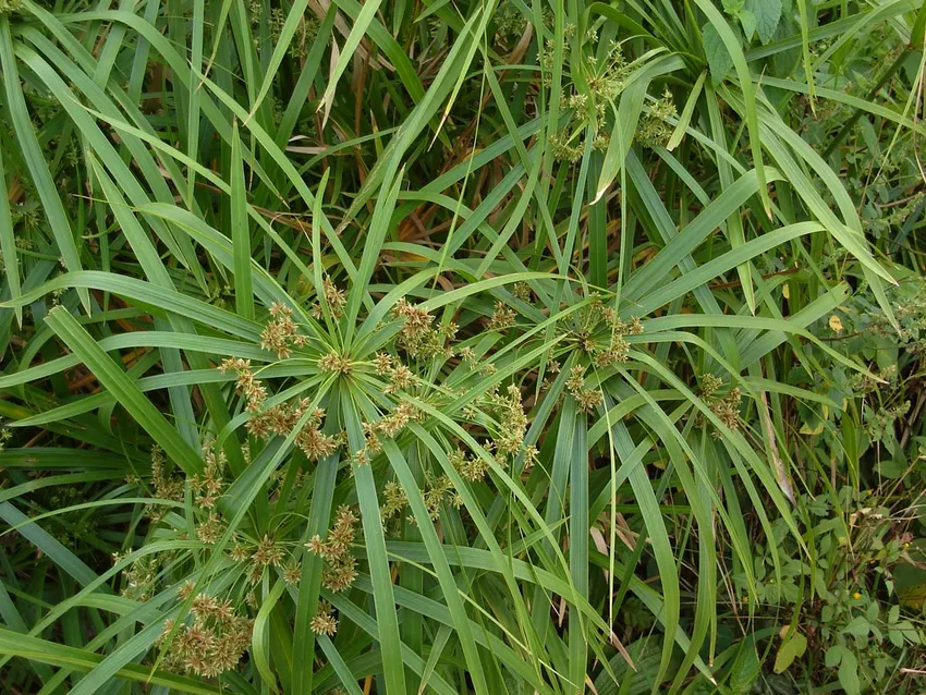 cyperus alternifolius plant showing characteristic features