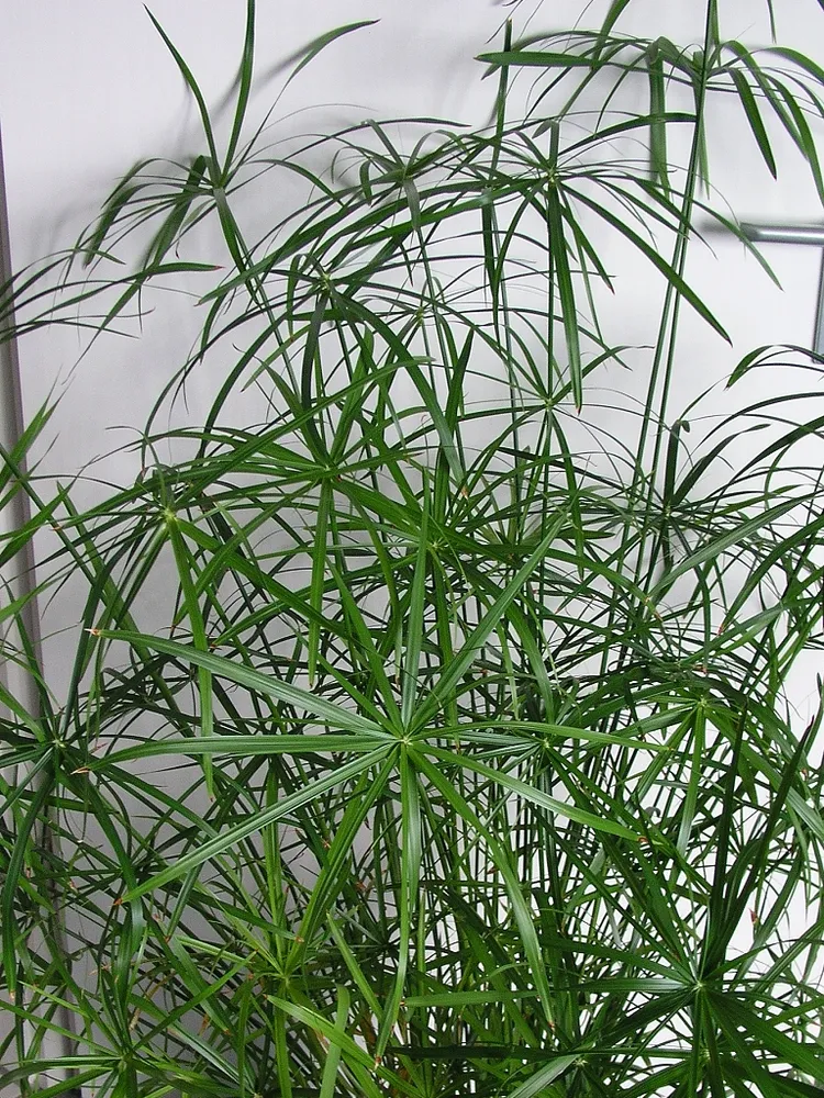 cyperus alternifolius plant showing characteristic features