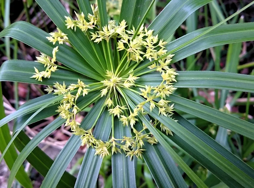 cyperus alternifolius plant showing characteristic features