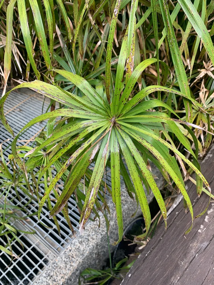 cyperus alternifolius plant showing characteristic features