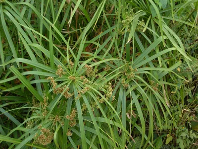 thumbnail cyperus alternifolius