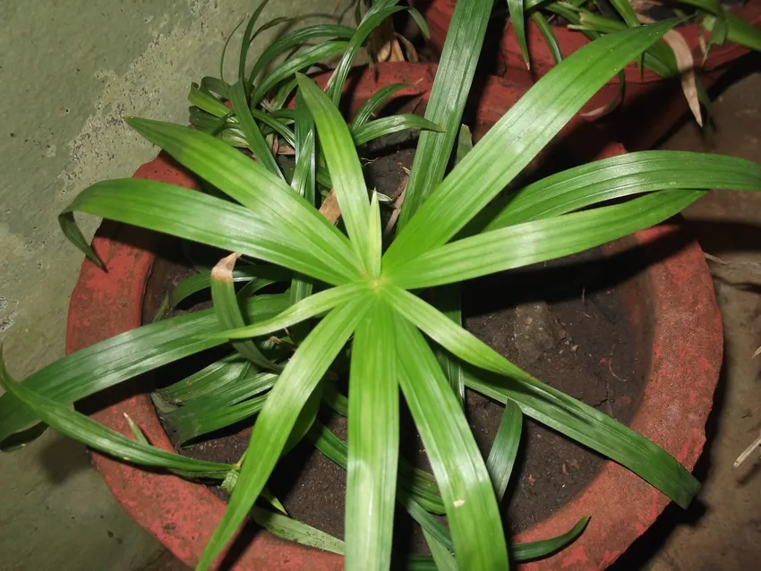 cyperus diffusus plant showing characteristic features