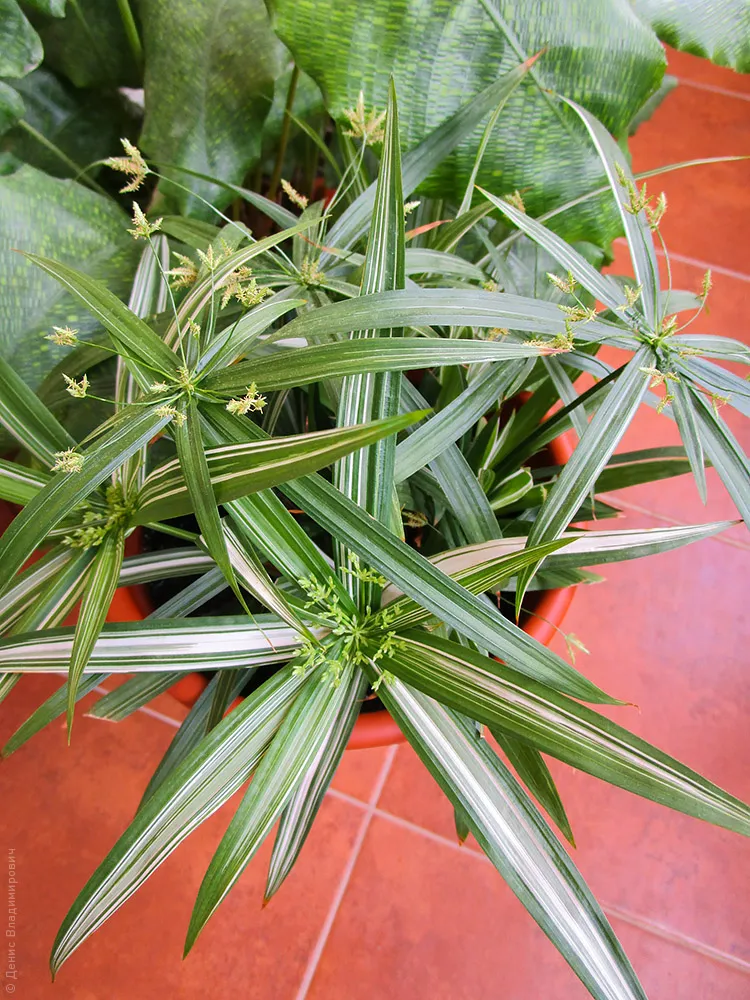 cyperus diffusus plant showing characteristic features
