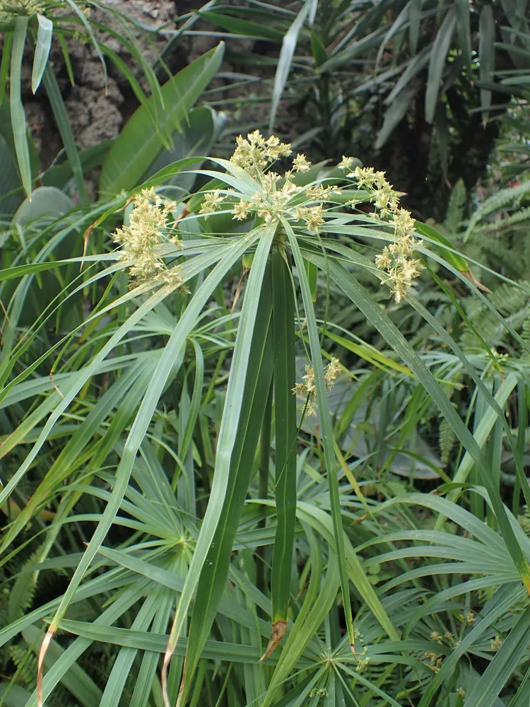 cyperus diffusus plant showing characteristic features