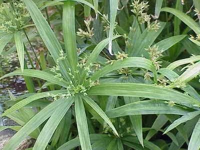 thumbnail cyperus diffusus