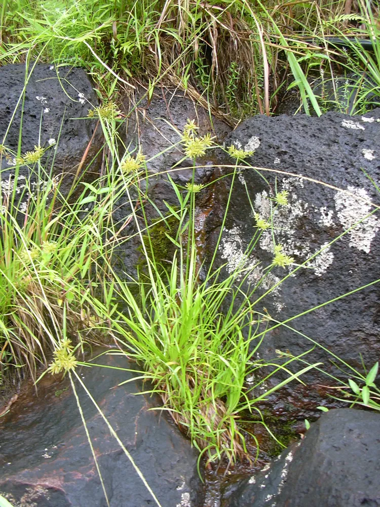 cyperus haspan plant showing characteristic features