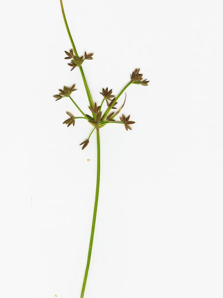 cyperus haspan plant showing characteristic features