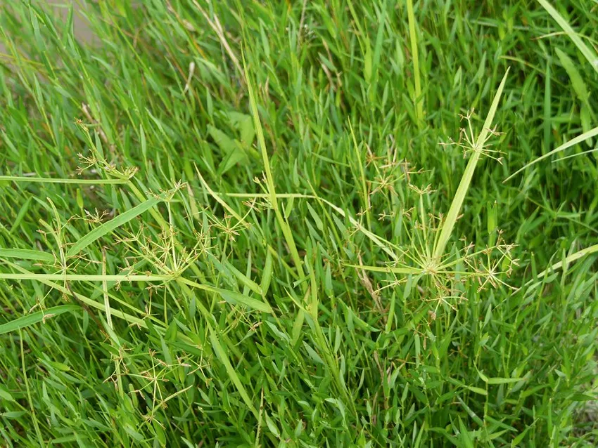 cyperus haspan plant showing characteristic features
