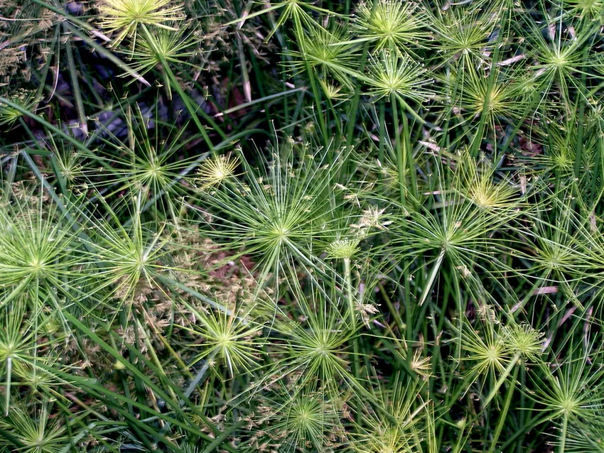 cyperus haspan plant showing characteristic features
