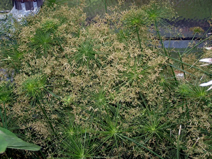 cyperus haspan plant showing characteristic features
