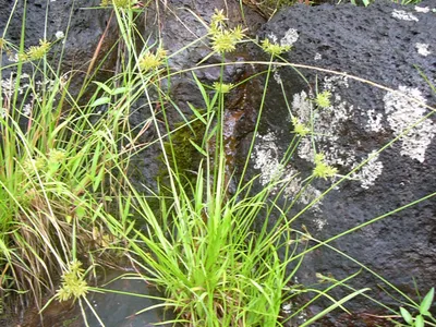 thumbnail cyperus haspan