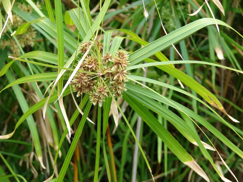 cyperus involucratus plant showing characteristic features