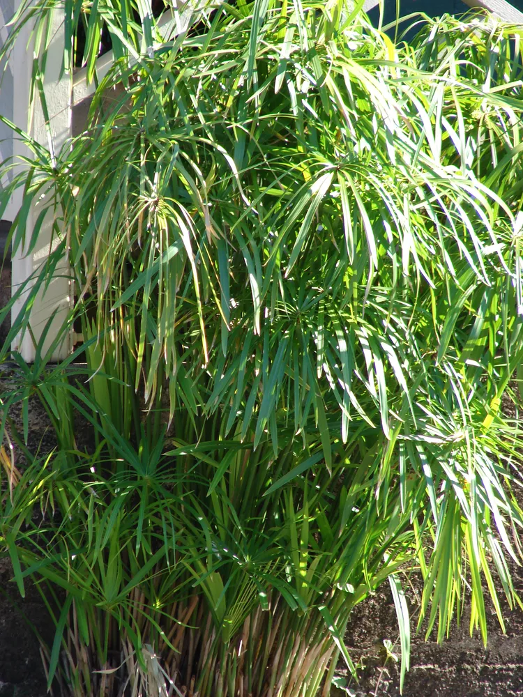 cyperus involucratus plant showing characteristic features