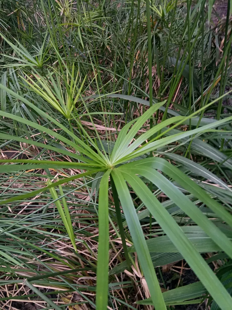 cyperus involucratus plant showing characteristic features