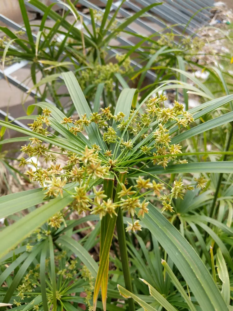 cyperus involucratus plant showing characteristic features