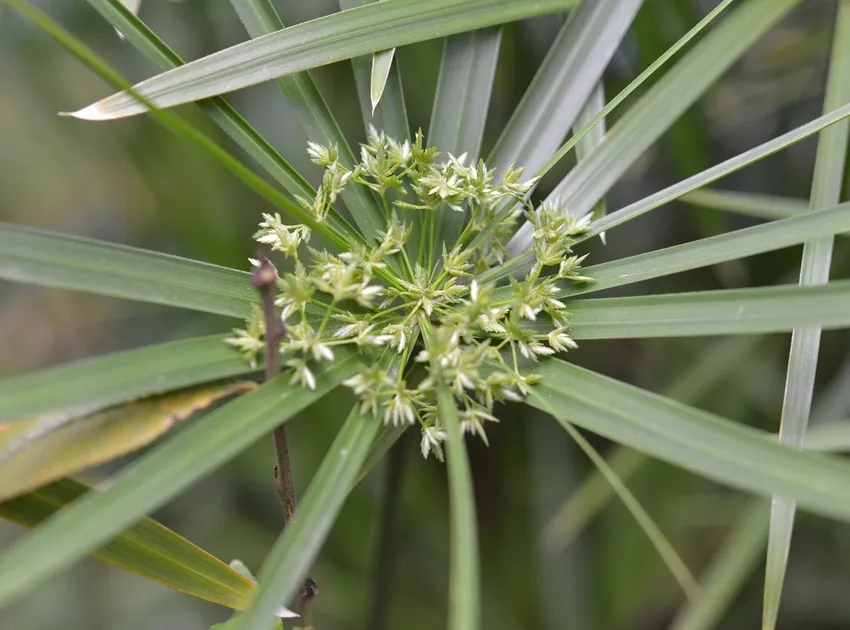 cyperus involucratus plant showing characteristic features